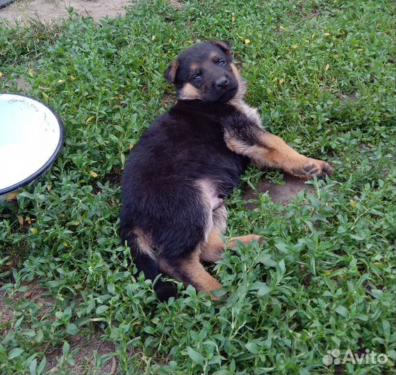 Щенки немецкой овчарки