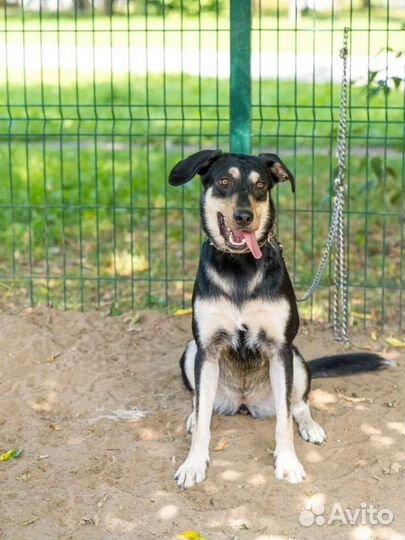 Собака в добрые руки