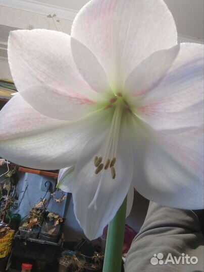 Гиппеаструм цветок