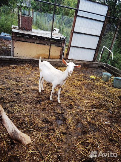 Нубийские козы козлята, зааненские козы и козлята