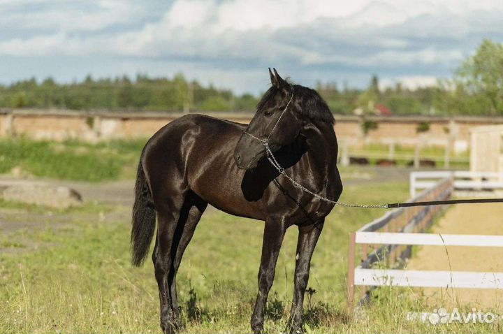 Продажа жеребца