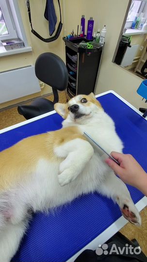 Зоосалон, грумер, стрижка кошек и собак, груминг