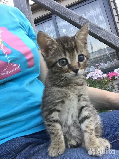 Ищем дом/семью Виктору Ивановичу