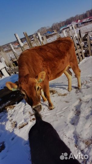 Джерсейская телка