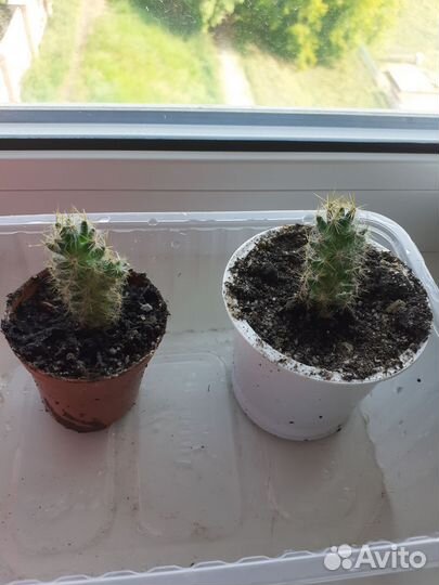 Цветы домашние