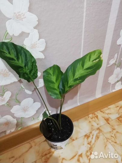 Калатея Варшевича