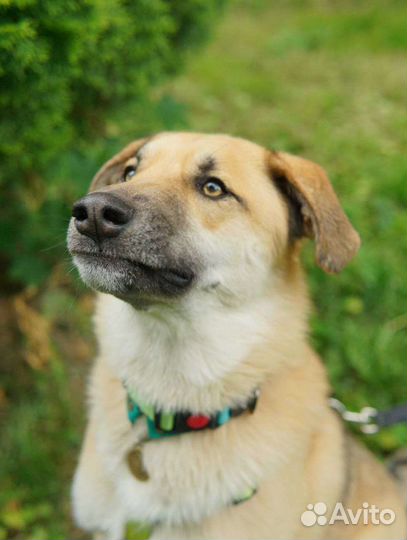 Собака из приюта в добрые руки