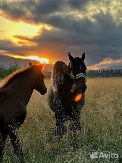 Конные прогулки и сертификаты