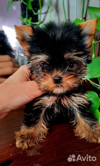 Мини крошки