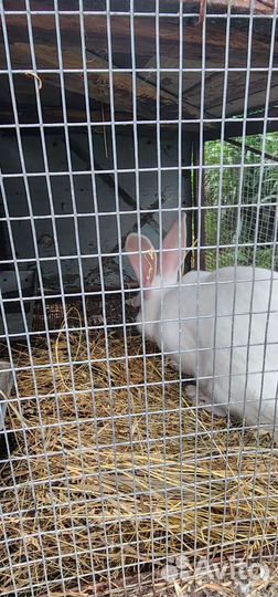 Кролики на мясо