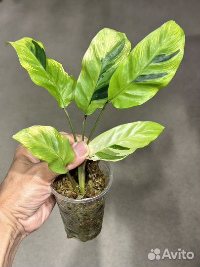 Калатея еллоу fusion