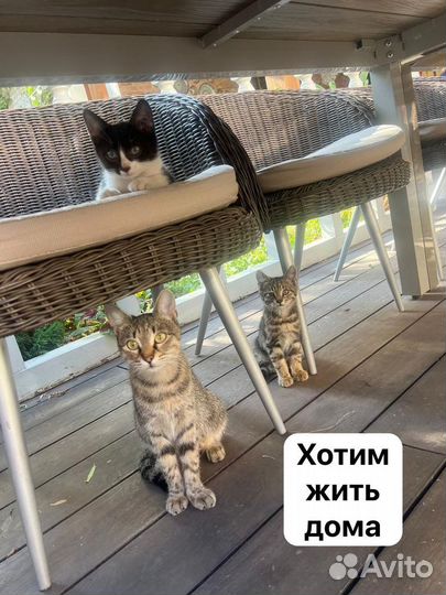 Милые пушистики