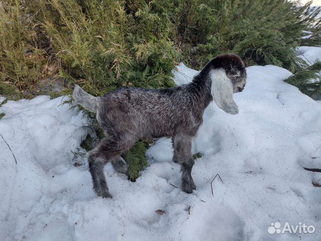 Шами козлята, козочки, козы