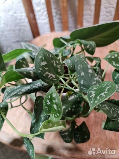 Сциндапсус, эпипремнум