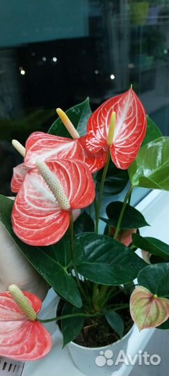 Антуриум ливиум ред