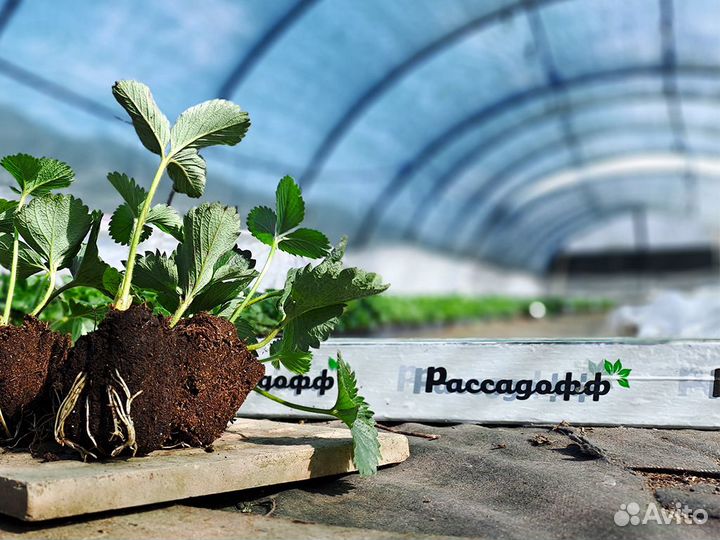 Рассада клубники. Фриго