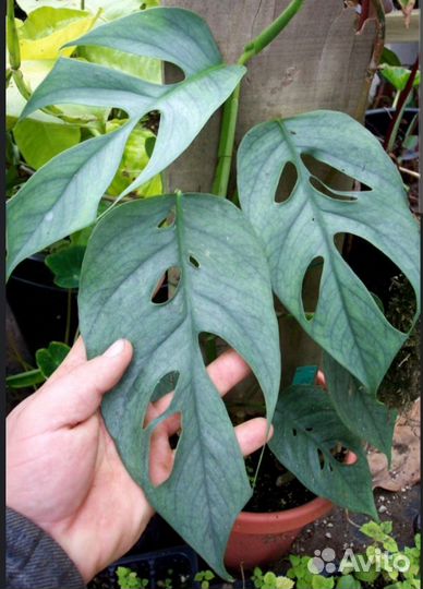 Эпипремнум Себу блю