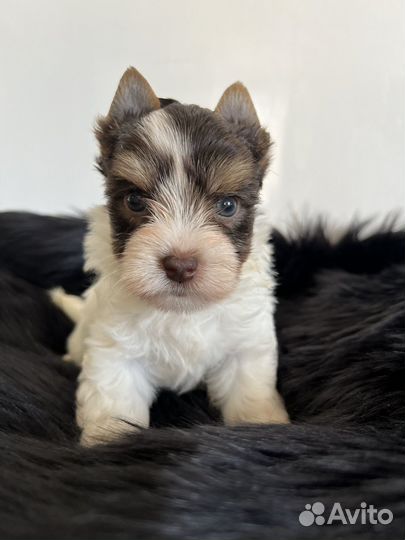 Биро мальчик