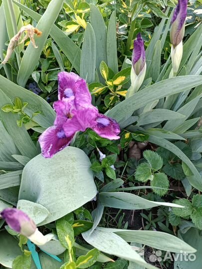 Можжевельники и ирисы