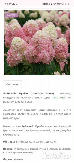Гортензия саженцы