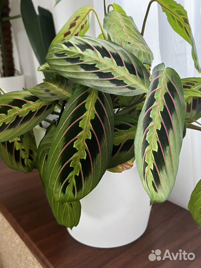 Продам черенки комнатных растений