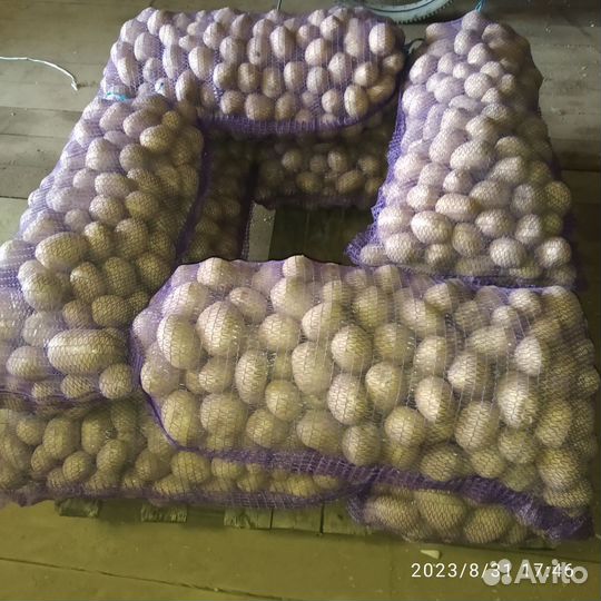 Картофель продовольственный