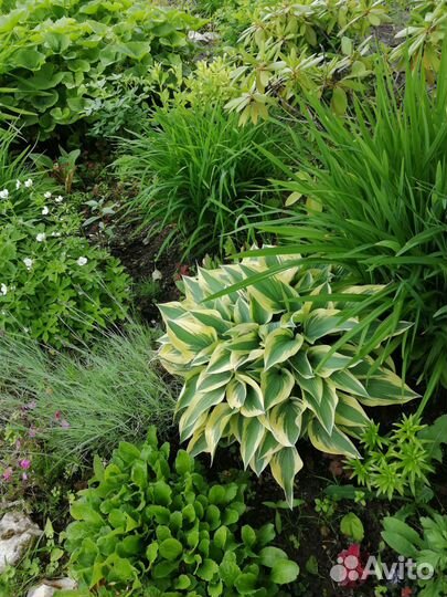 Многолетники, большой выбор,в т. ч. Тенелюбивые