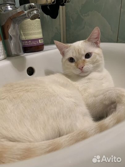 Тайский кот ред поинт