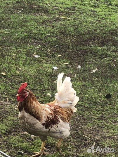 Петухи деревенские
