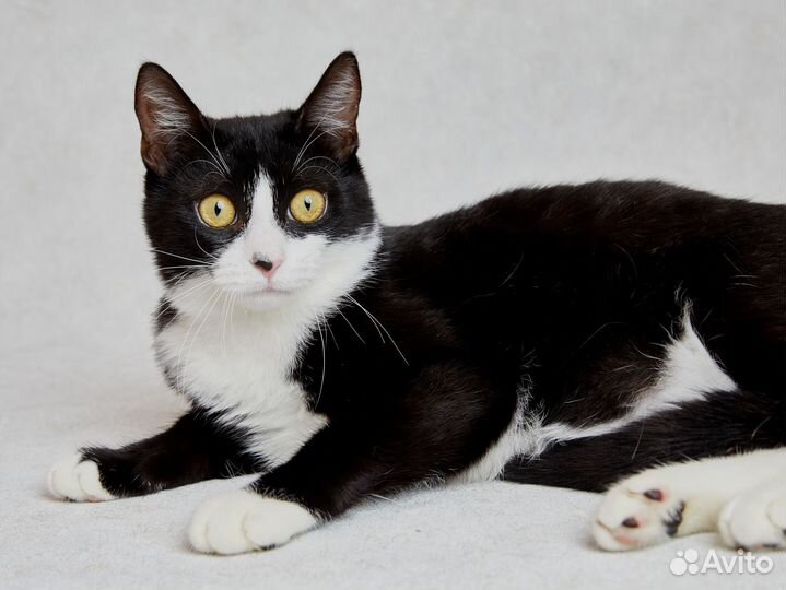 Любознательный кот Принц ищет дом