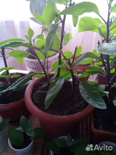 Джинура- растение для диабетиков и для всех