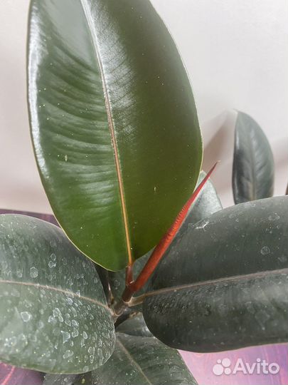 Фикус эластика бургунди комнатные цветы