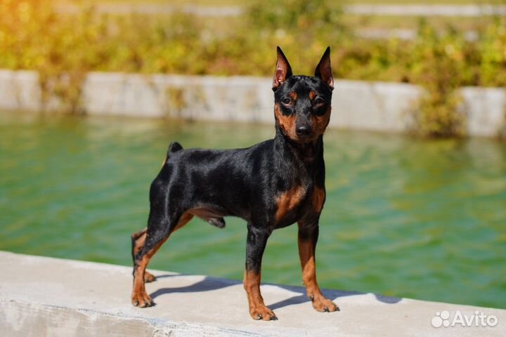 Вязка цвергпинчер