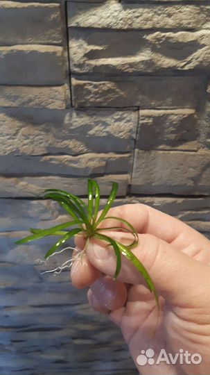 Роголистник,мхи,пистия