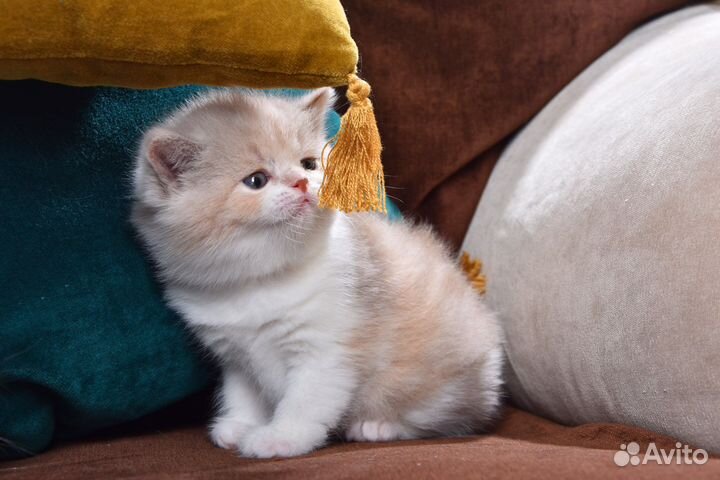 Эксклюзивные британские котята