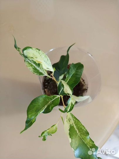 Филодендрон розовая