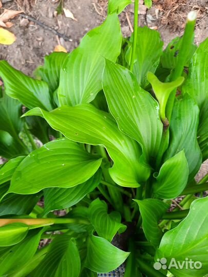 Растение для сада