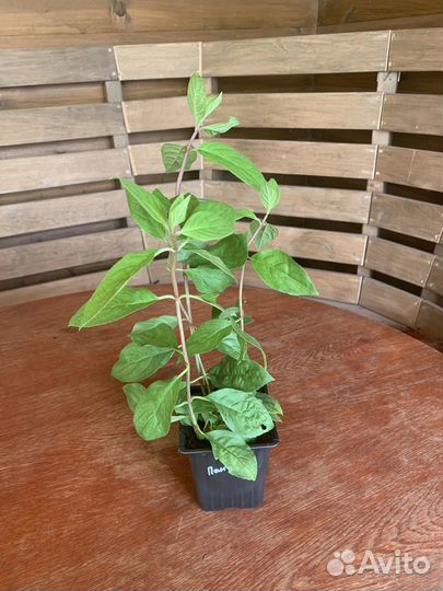 Гортензия Пантеон