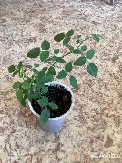 Роза комнатная