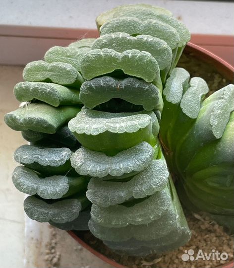 Haworthia Truncata (Хавортия) - семена
