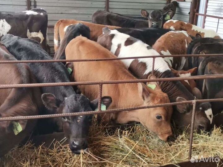 Бычки телочки телята