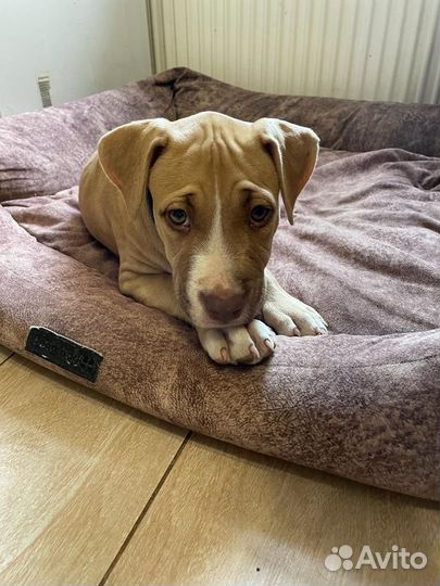 Собака щенки питбуля