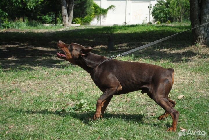 Щенки, кобели для вязки
