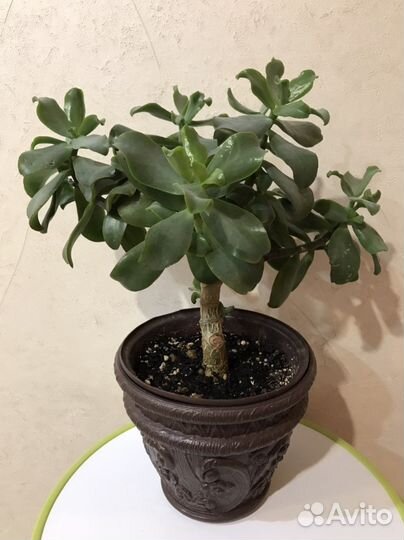 Гастерия, крассула кучерявая