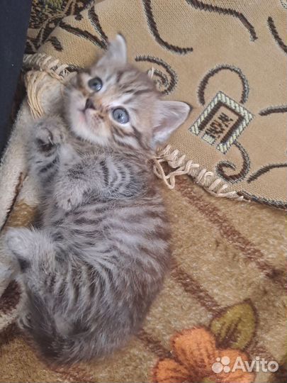 Шотландский котёнок