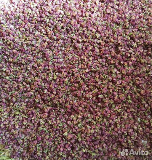 Клевер красный