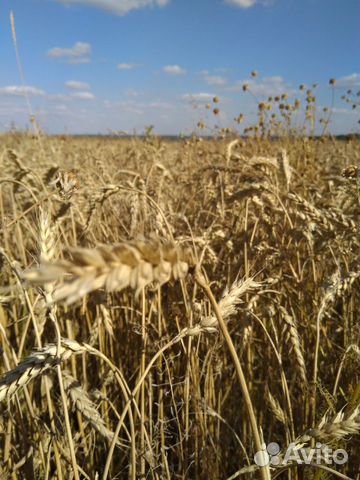 Пшенична 16