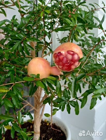 Гранат карликовый