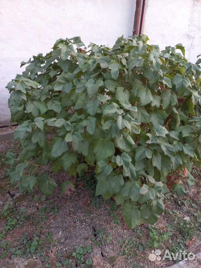 Саженцы черной смородины