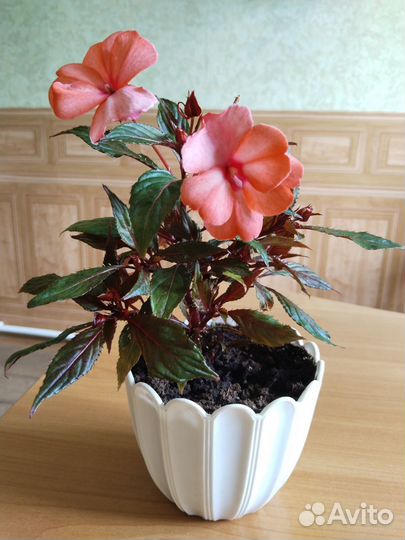 Комнатные растения